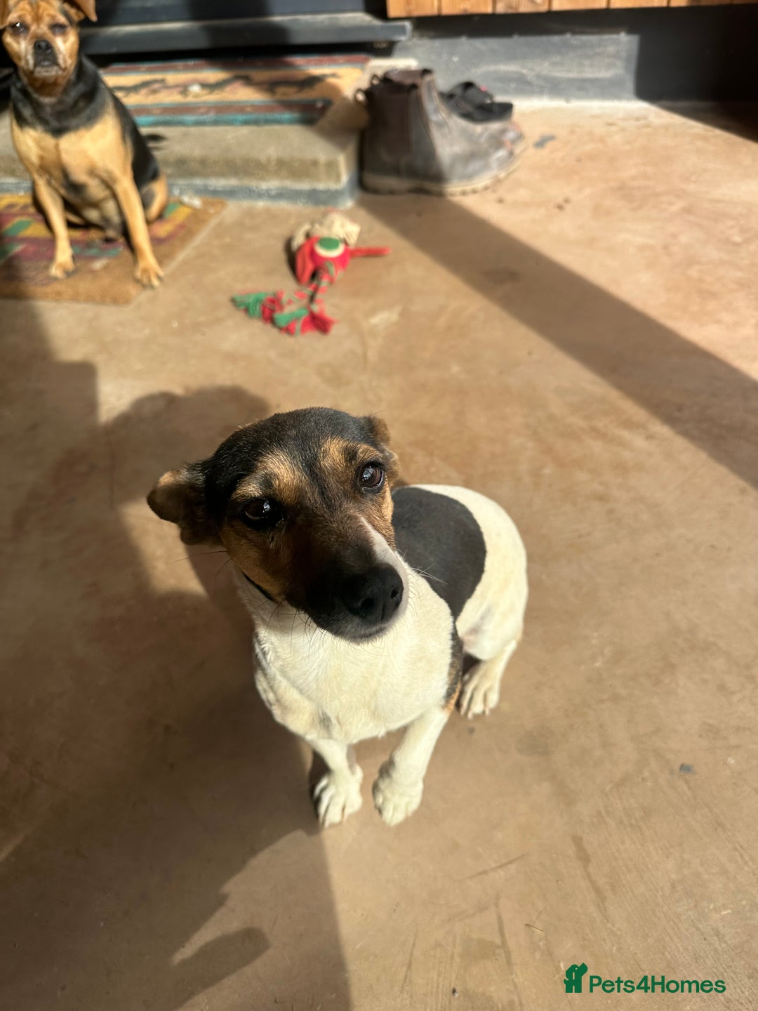Mixed Breed dogs for sale: SNACKS - JACK RUSSELL x MINIATURE SCHNAUZER - Image 8