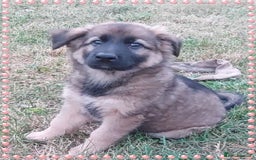 German Shepherd dogs for sale: 6 baby bears - Image 24