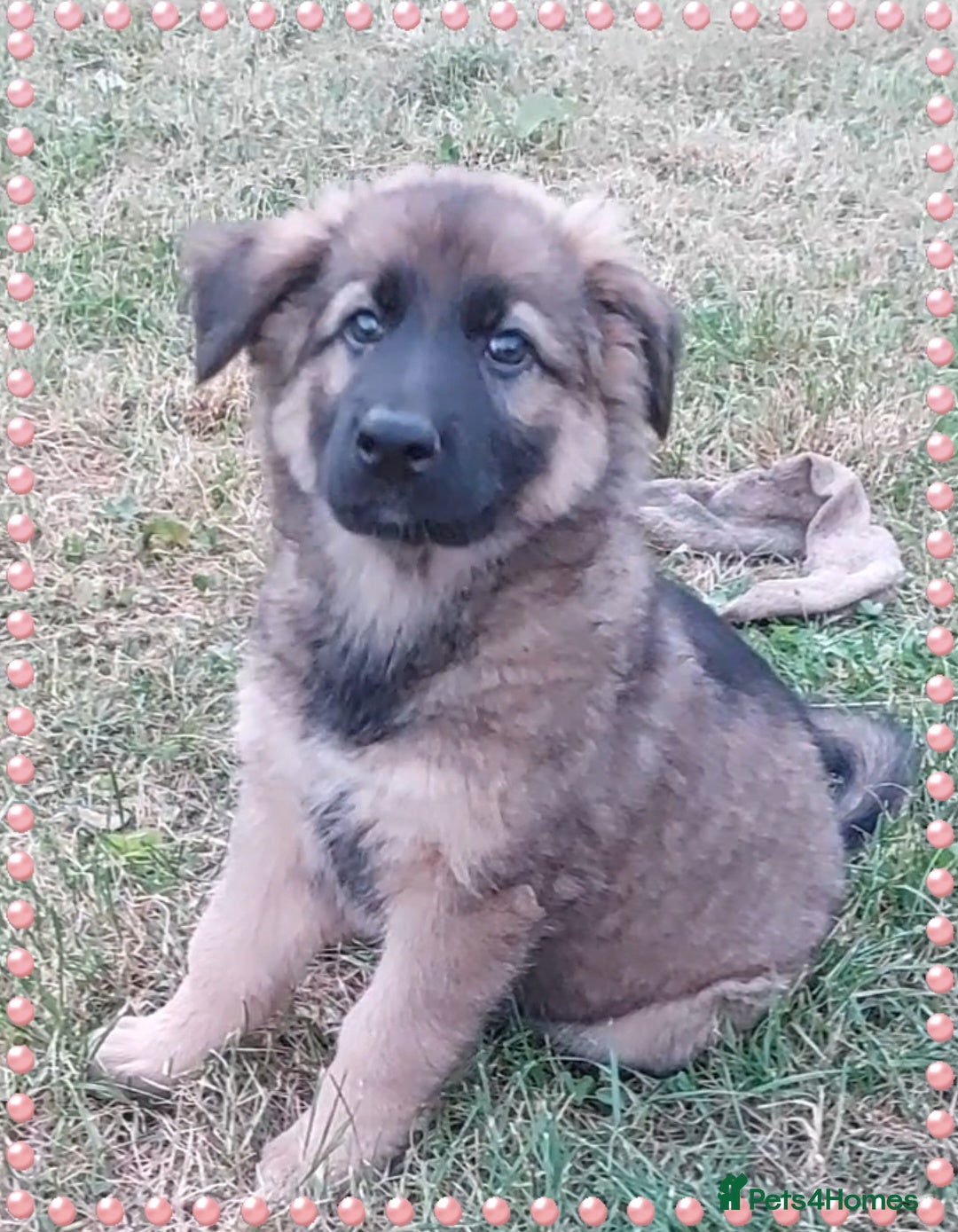 German Shepherd dogs for sale: 6 baby bears - Image 24