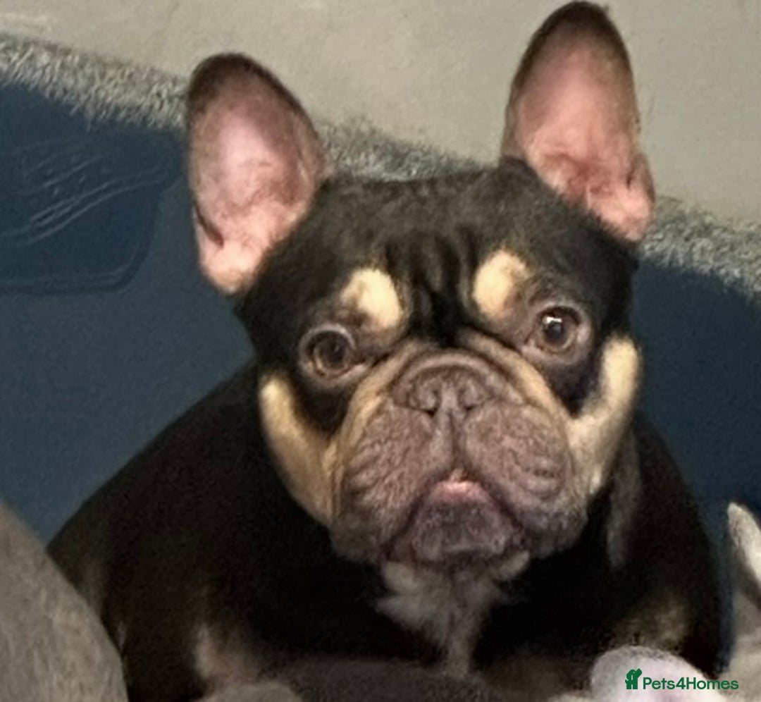 French Bulldog dogs for sale: French Bulldogs looking for FOREVER LOVING HOMES - Image 4