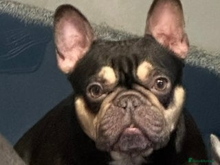 French Bulldog dogs - Advert 4