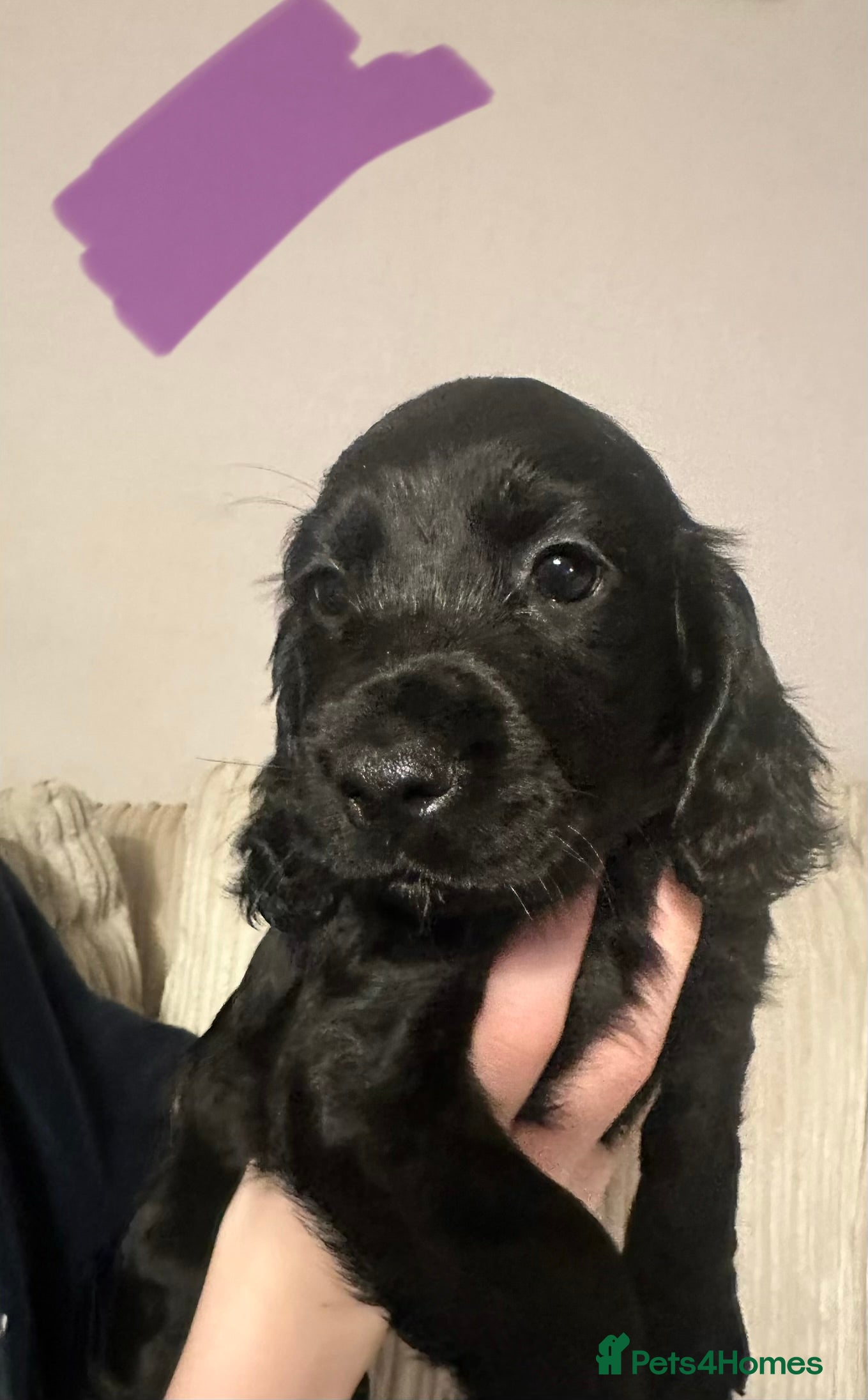 Cocker Spaniel dogs Superb Working Cocker Spaniel puppies - Advert 7