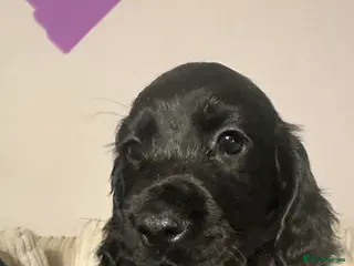 Cocker Spaniel dogs Superb Working Cocker Spaniel puppies - Advert 7