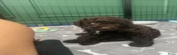 Cockapoo dogs for sale: 🤎 Chocolate Cockapoo’s 🤎 Health Tested 🤎 - Advert 24