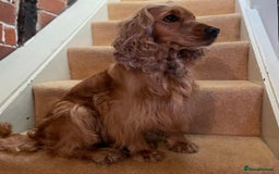 Cockapoo dogs for sale: 🐾 Expected F1 Top Class 🐾  - Image 3