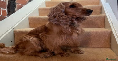 Cockapoo dogs - Advert 2