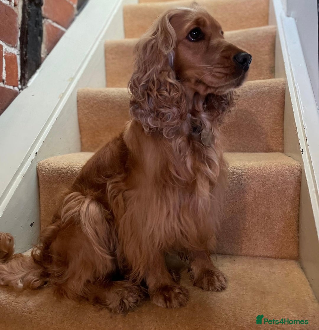 Cockapoo dogs for sale: 🐾 Expected F1 Top Class 🐾  - Image 3