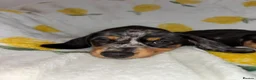 Miniature Dachshund dogs for sale: Miniature smooth coated Dacshund’s  - Advert 21