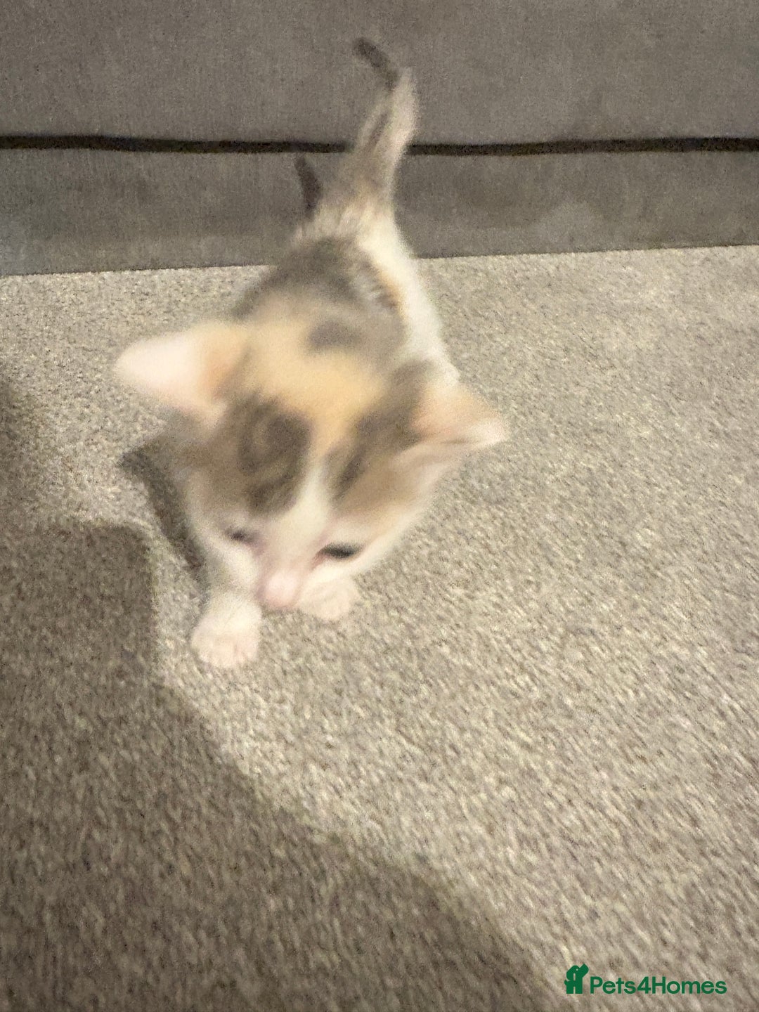 Mixed Breed cats for sale: Kittens for sale  - Image 7