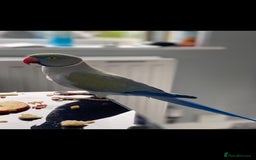 Ringnecks birds for sale: 2 beautiful ringneck parrots  - Image 3