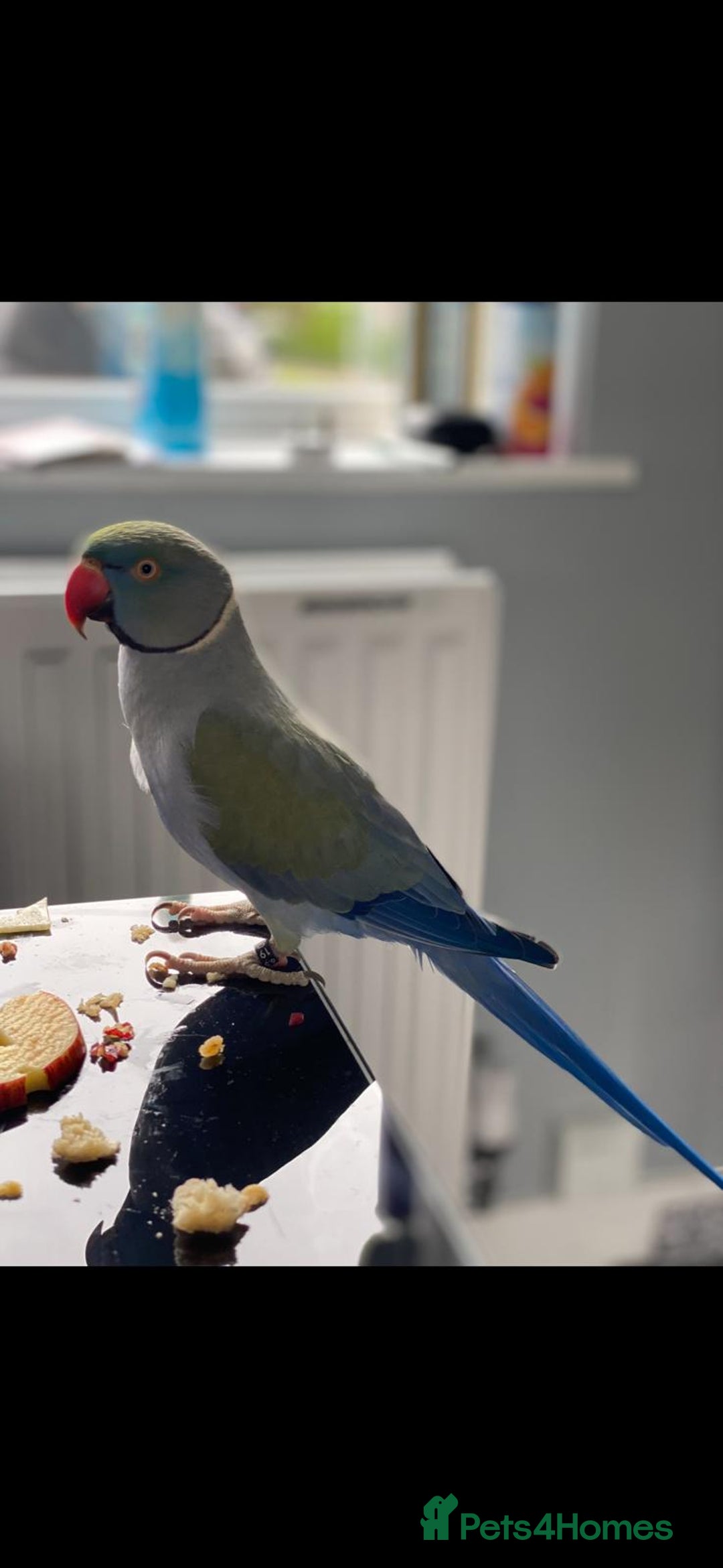 Ringnecks birds for sale: 2 beautiful ringneck parrots  - Image 3