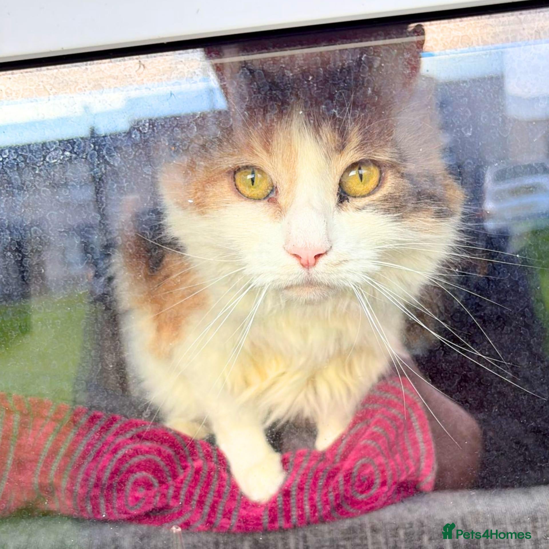 Mixed Breed cats Rainbow Sisters - Dog & Child Friendly - Advert 3