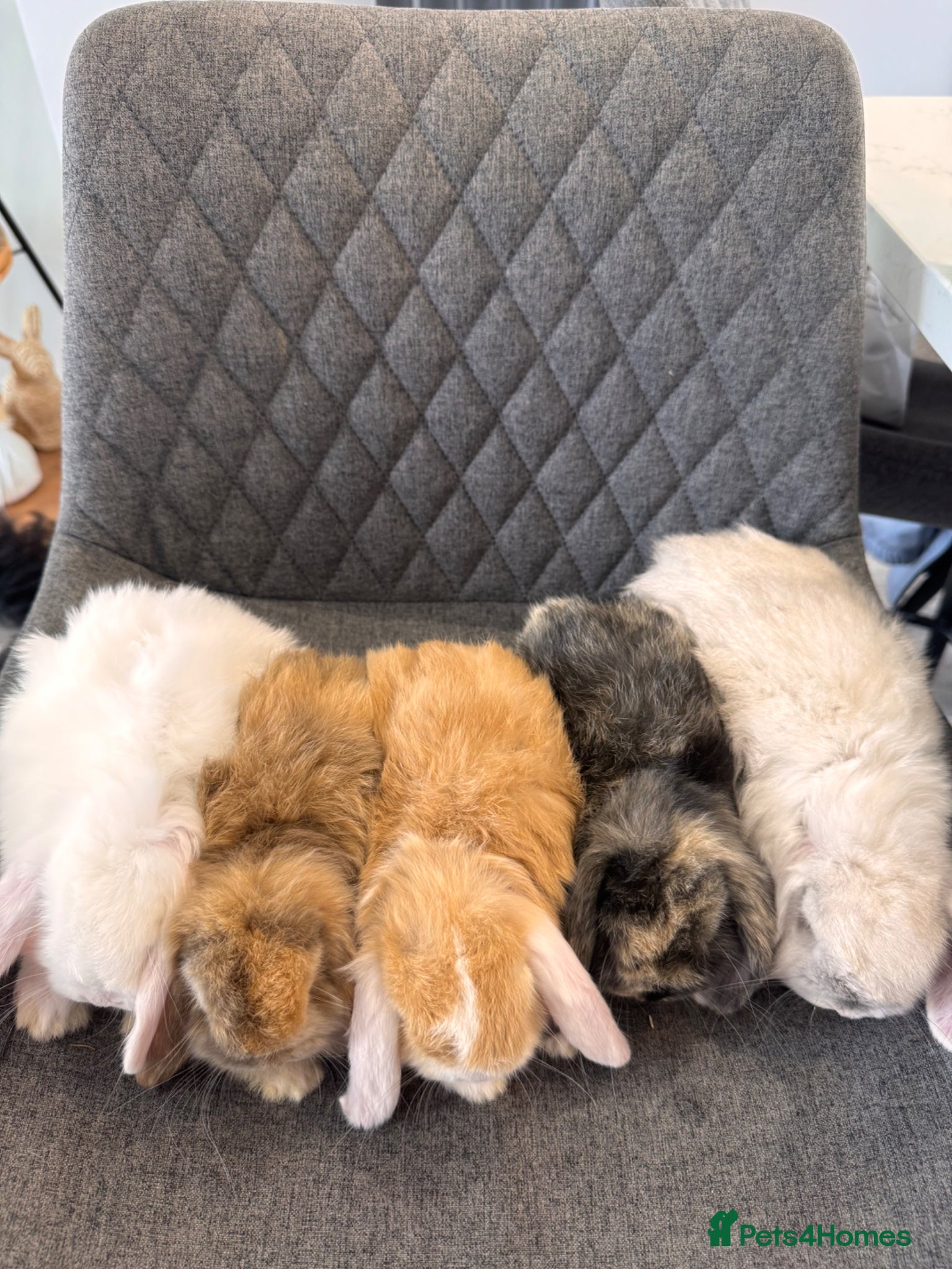 Mini Lop rabbits Pure Bred Mini lop Bunnies  - Advert 2