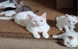 Mixed Breed cats for sale: White ragdoll x turkish angora kittens - Image 5