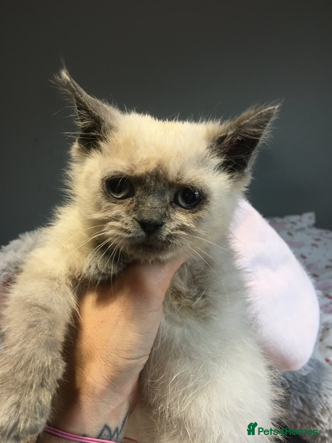 British Shorthair cats for sale: Stunning fluffy kittens  - Image 29