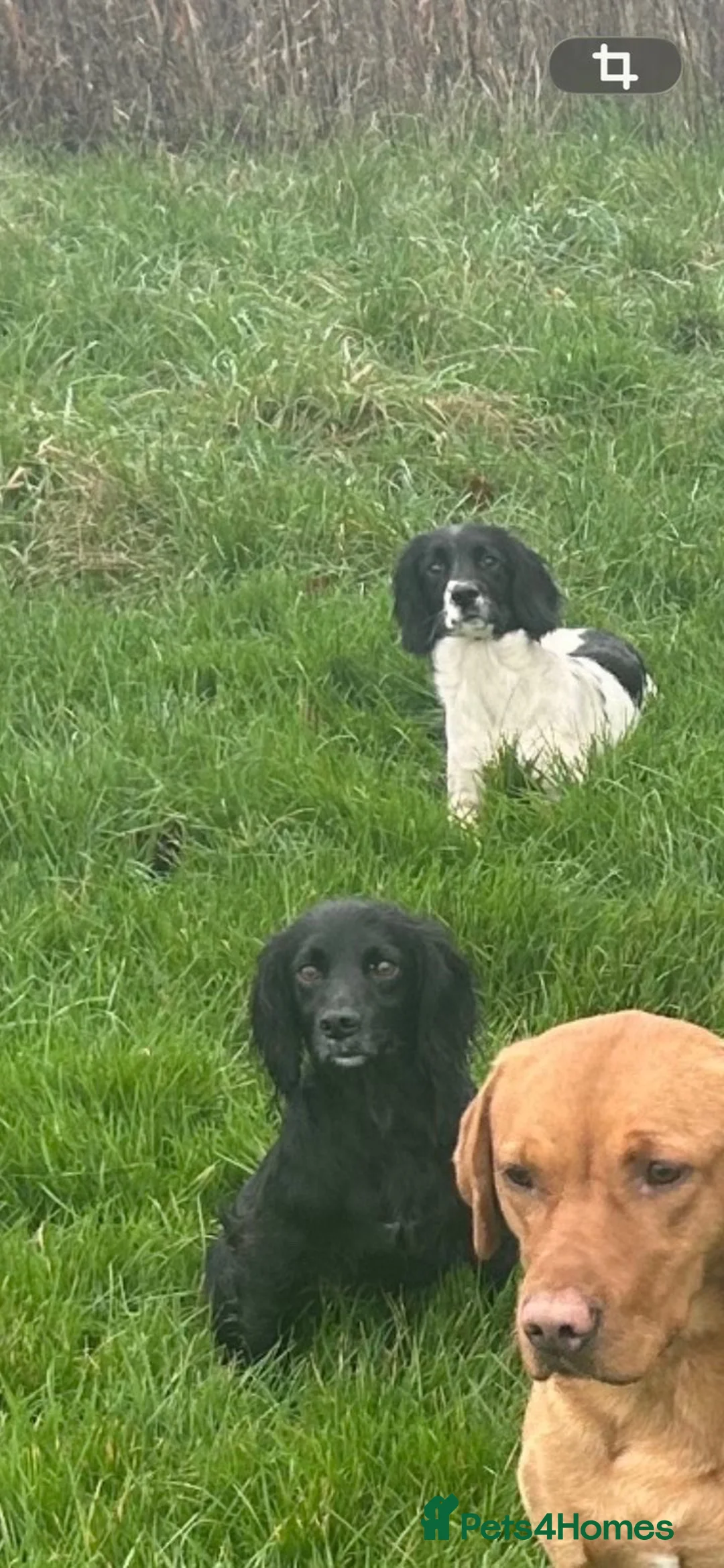 Sprocker dogs for sale: Gorgeous sprocker spaniel puppies  - Advert 16
