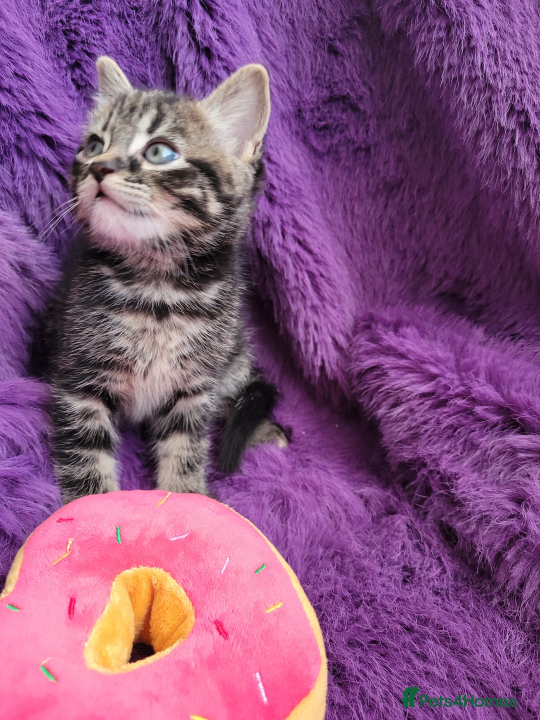 Mixed Breed cats for sale: Playful kittens 🐱 🩷 - Advert 9