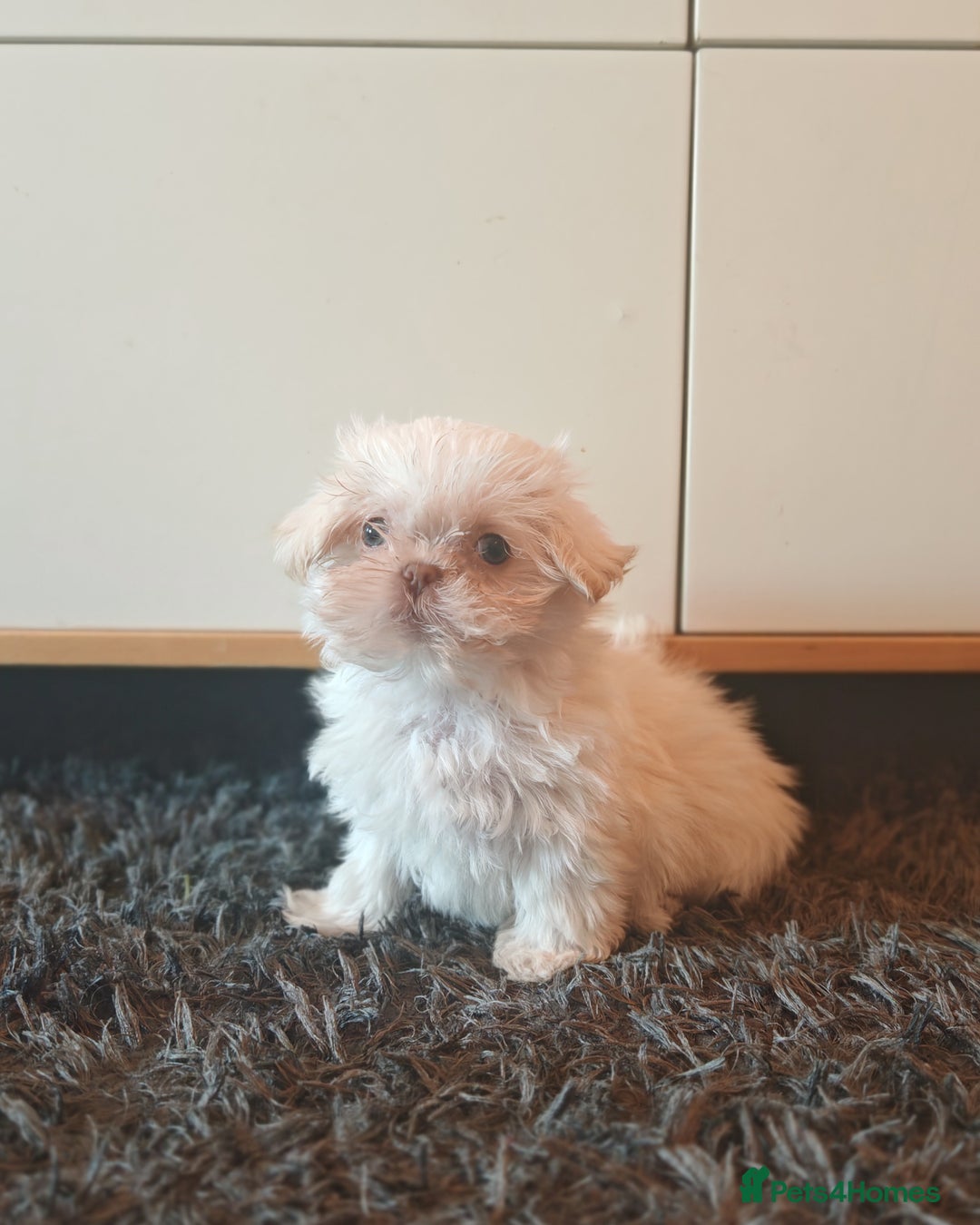 Shih Tzu dogs for sale: Shih Tzu cross Affenpinscher - Advert 4