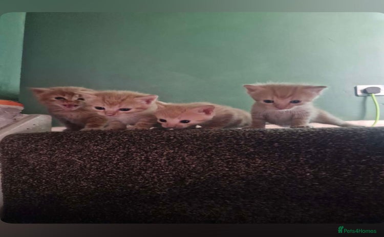 Mixed Breed cats - Advert 1