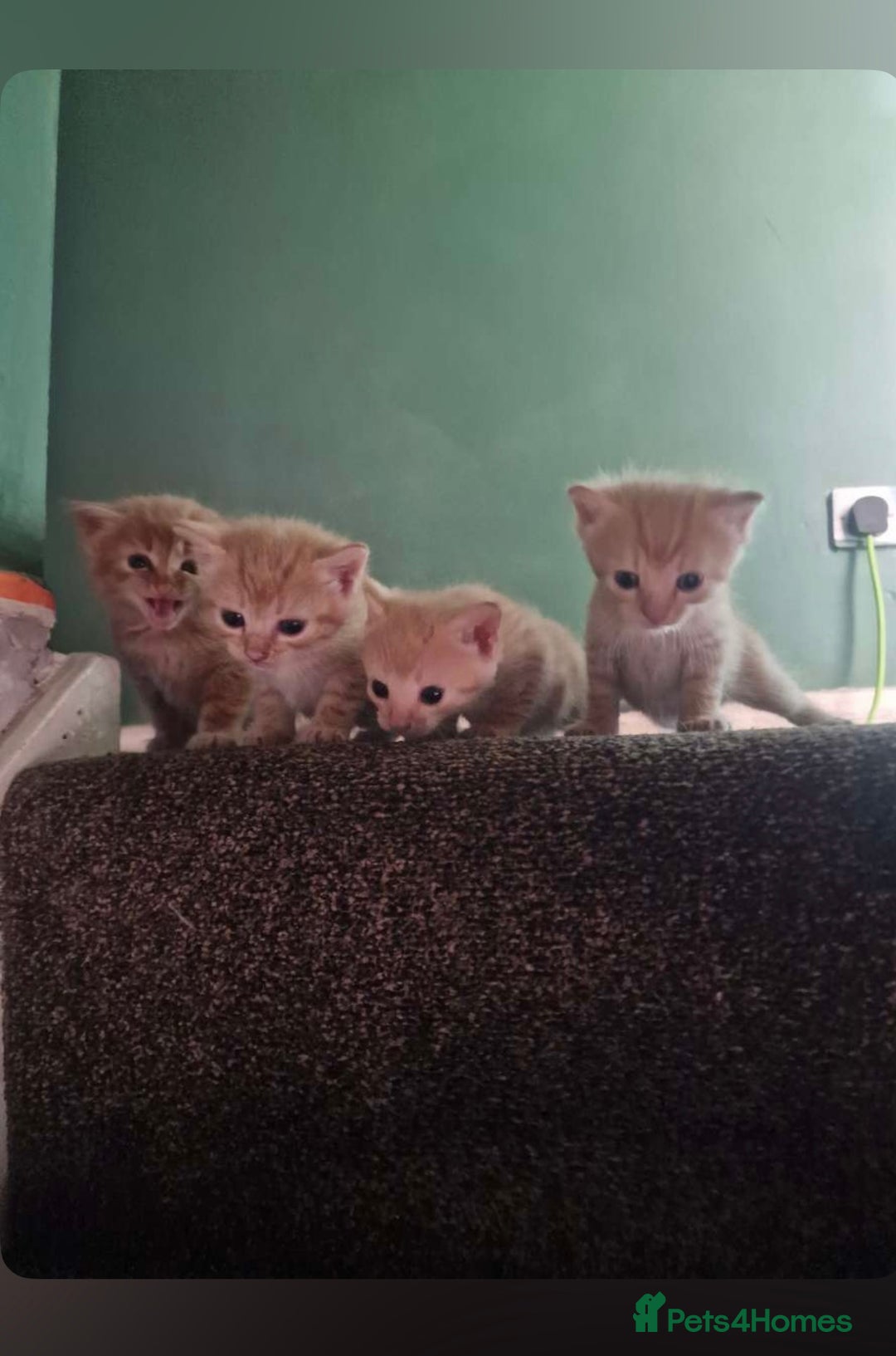 Mixed Breed cats for sale: Ginger kittens  - Image 1