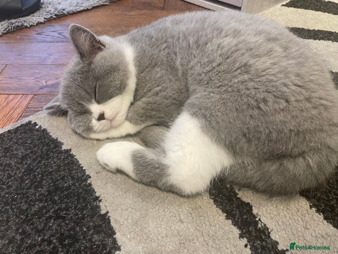 British Shorthair cats for sale: GCCF Kittens Ready to Join Their New Families  - Advert 5