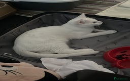 Mixed Breed cats for sale: Read description White male cat for sale for free. - Image 2