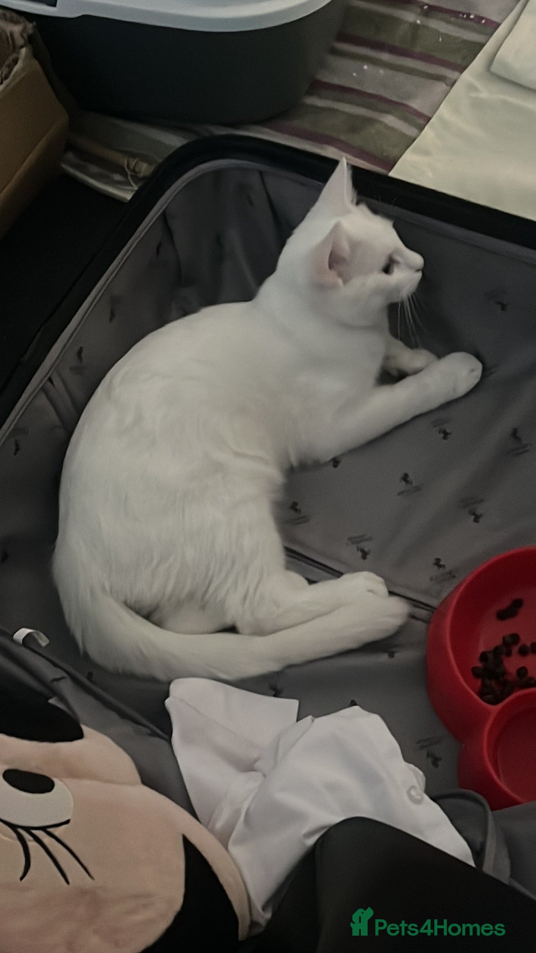 Mixed Breed cats for sale: Read description White male cat for sale for free. - Image 2