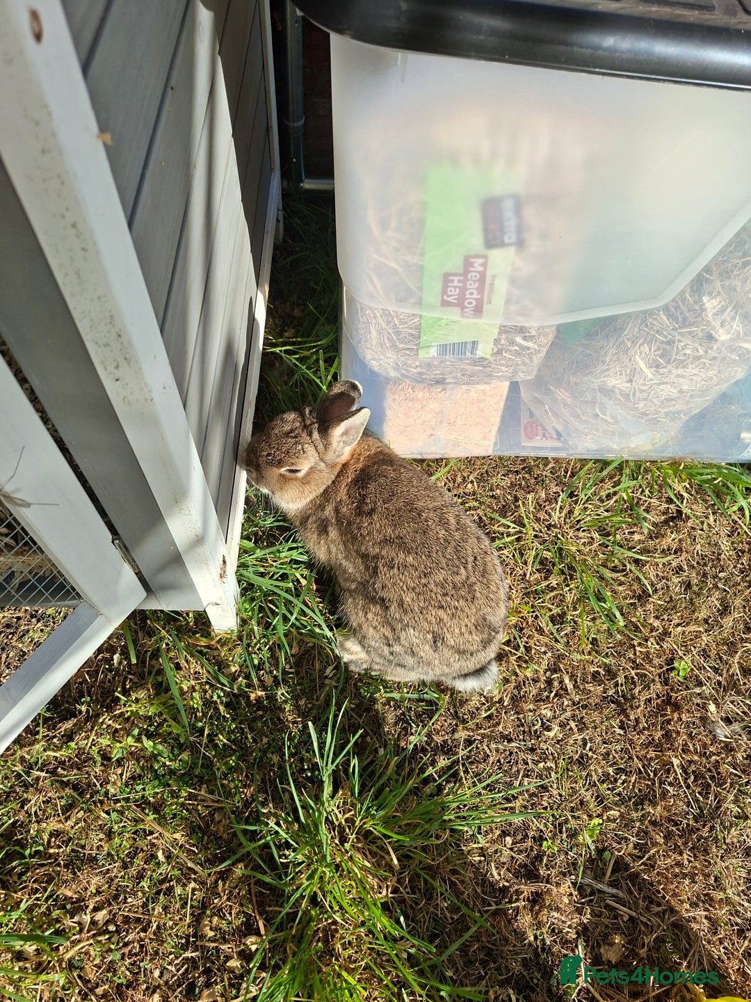 Dwarf Lop rabbits for sale: 2 female rabbits  - Advert 2