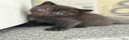 British Shorthair cats for sale: British shorthair blue /Adorable kittens  - Advert 5