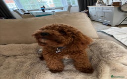Cavapoo dogs for sale: Cavapoo F1b fully health tested  - Image 15