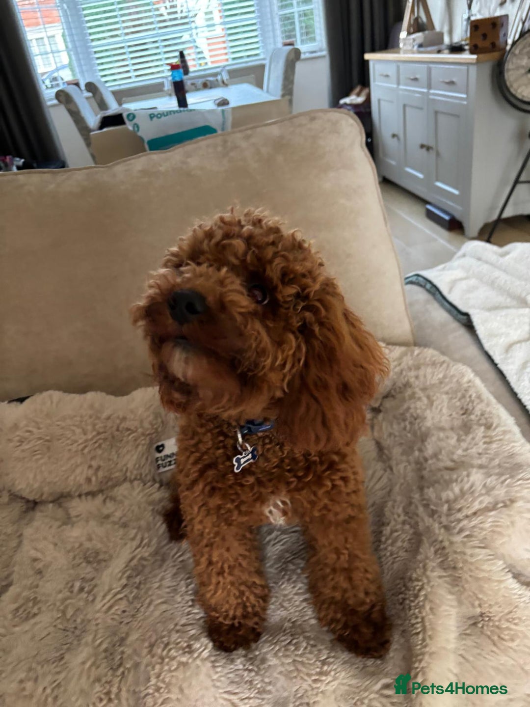 Cavapoo dogs for sale: Cavapoo F1b fully health tested  - Image 15