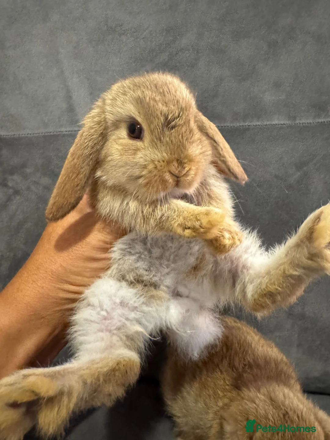 Mini Lop rabbits for sale: Mini Lop Show Bunny Sisters (Pair) - Advert 2