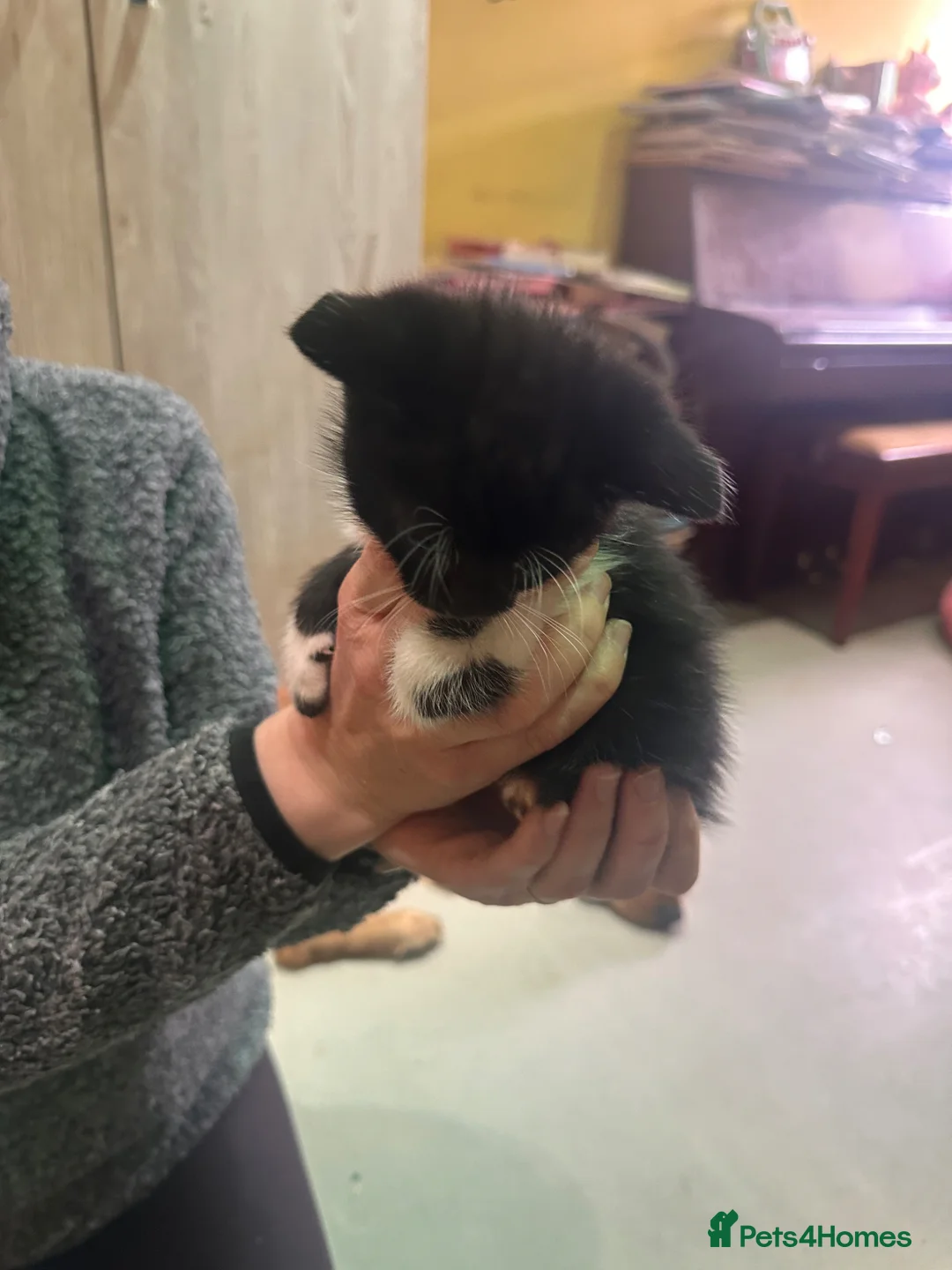 Mixed Breed cats for sale: Loving child friendly kittens  - Advert 14