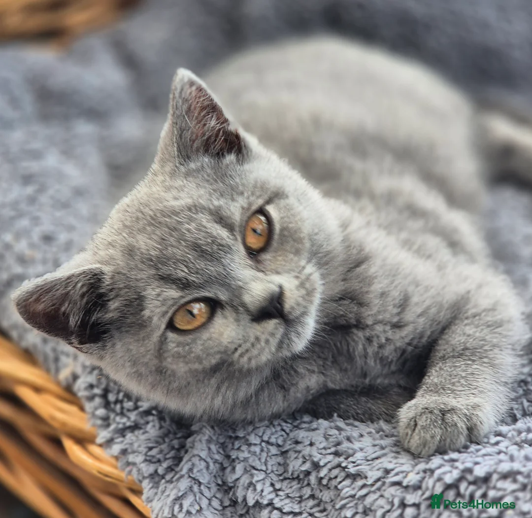 British Shorthair cats for sale: Stunning BSH kitten GCCF Reg Champion sired - Advert 7