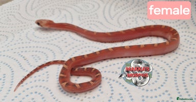 Corn Snake reptiles - Advert 13