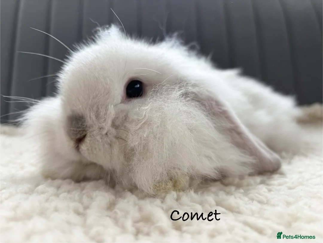 Mixed Breed rabbits for sale: Beautiful Fluffy Baby Rabbits- Ready to leave - Advert 2