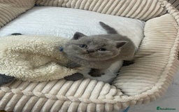 British Shorthair cats for sale: British short hair kittens - Image 1