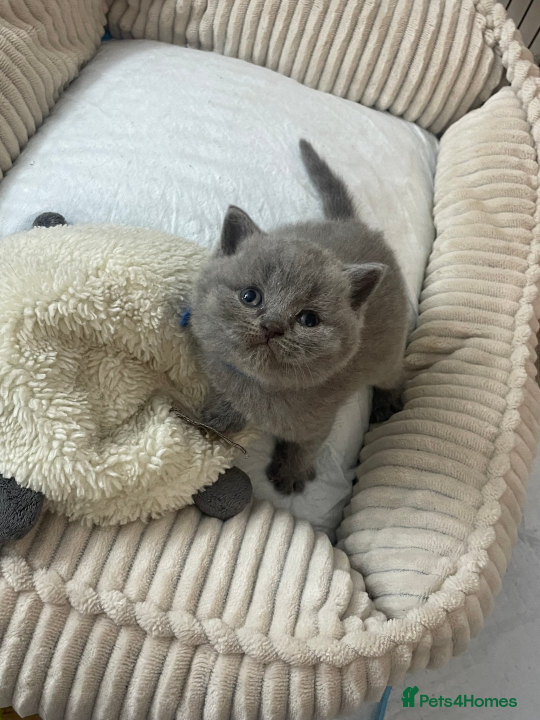British Shorthair cats for sale: British short hair kittens - Image 1