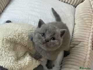 British Shorthair cats - Advert 7