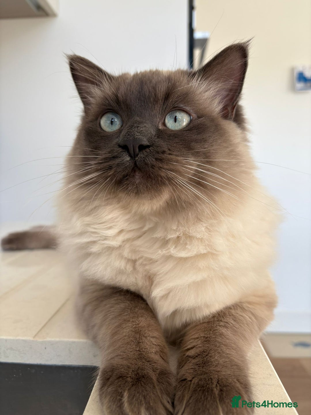 Ragdoll cats for stud: Beautiful and gentle Ragdoll for stud  - Image 3