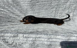 Dachshund dogs for sale: Dachshund puppies available for rehoming. - Image 5