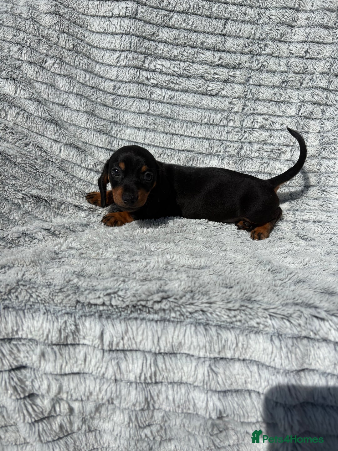 Dachshund dogs for sale: Dachshund puppies available for rehoming. - Image 5