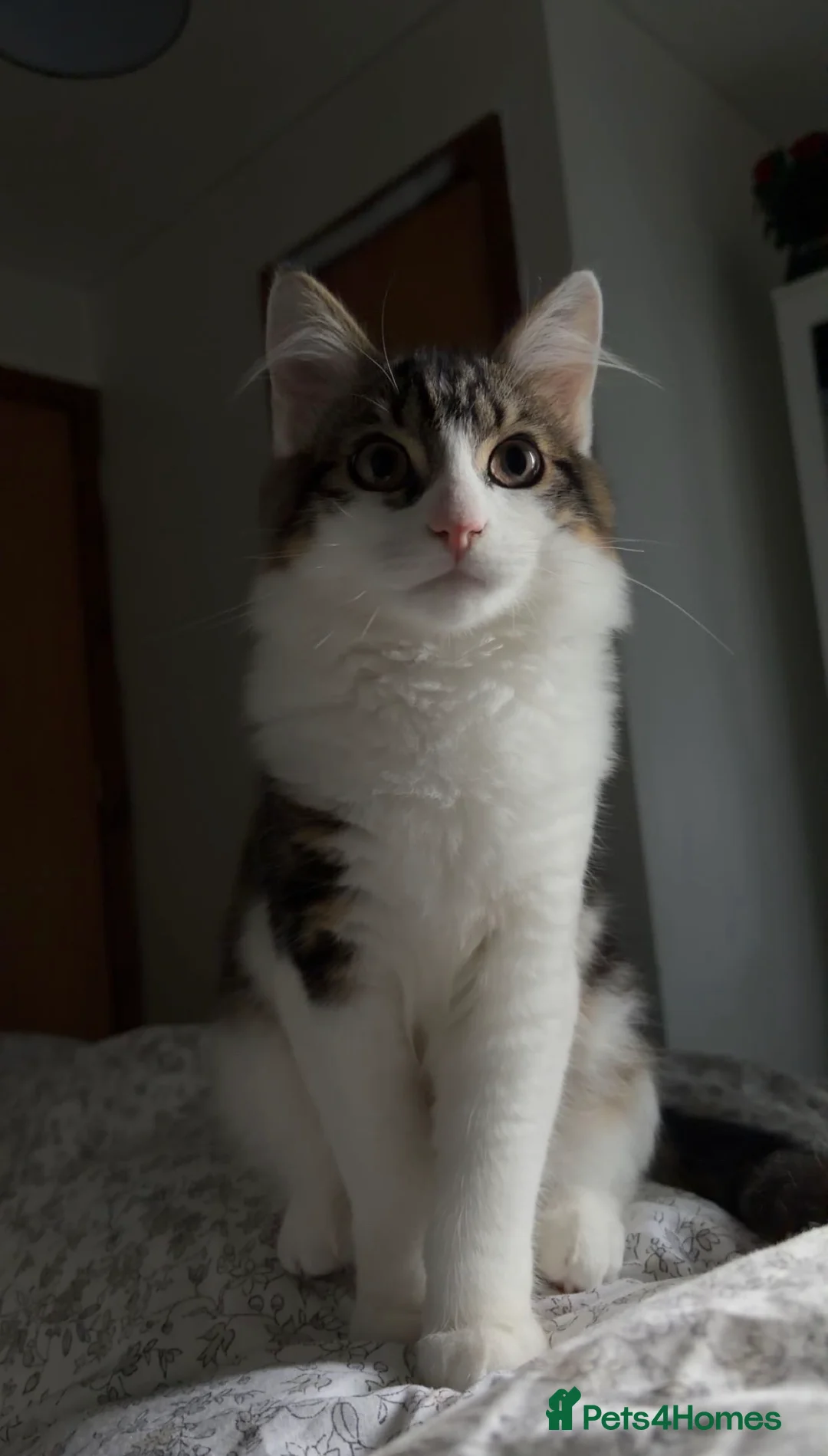 Maine Coon cats for sale:  Healthy Male Kitten – Fully Vaccinated - Advert 1