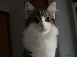 Maine Coon cats Healthy Male Kitten – Fully Vaccinated - Advert 10