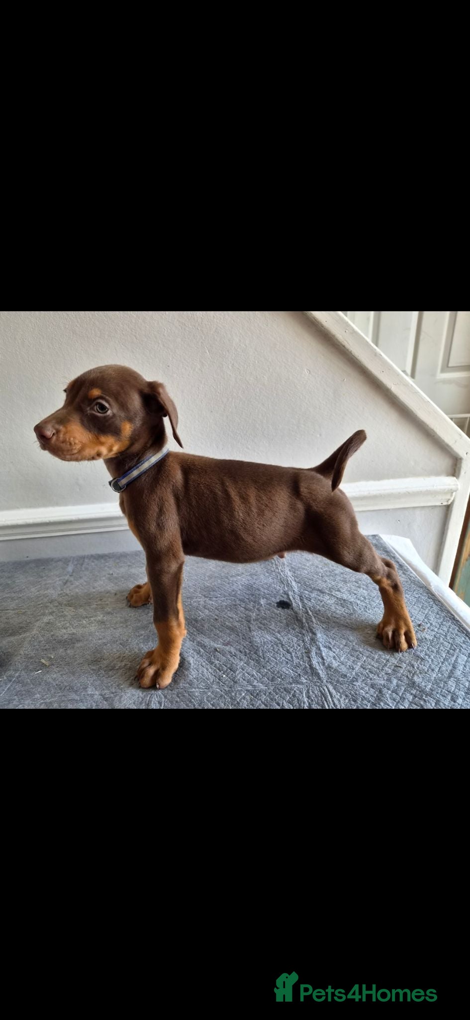 Dobermann dogs Doberman puppy's  - Advert 2
