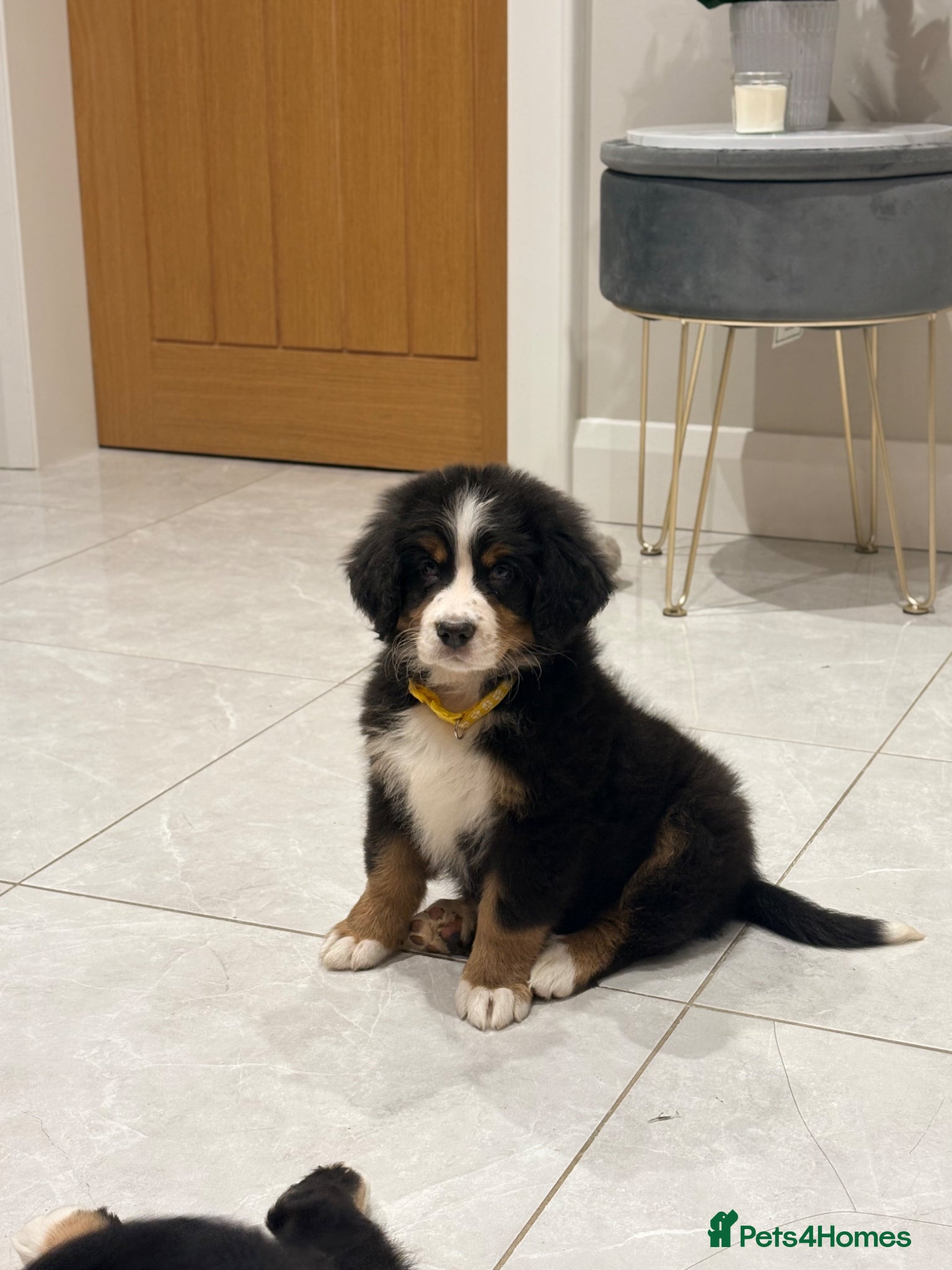 Bernese Mountain Dog dogs Bernese mountain pups - Advert 2