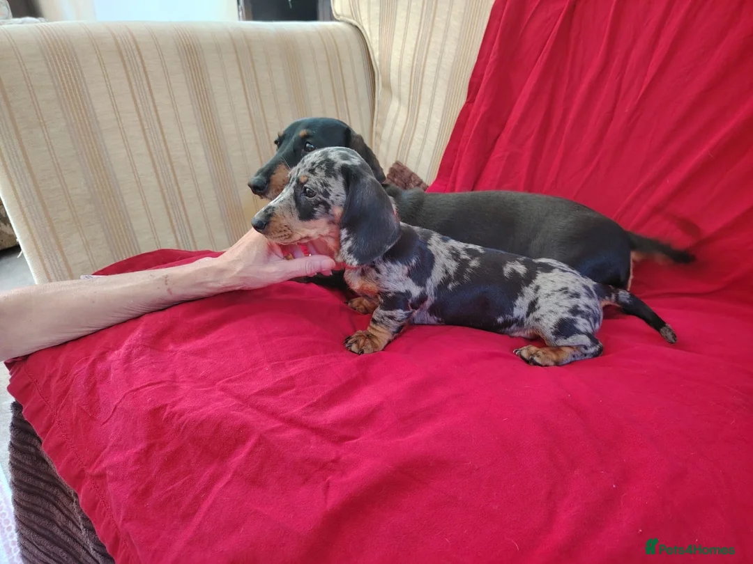 Miniature Dachshund dogs for sale: 4 stunning minature dachshund puppies.  in Buckfastleigh - Advert 2