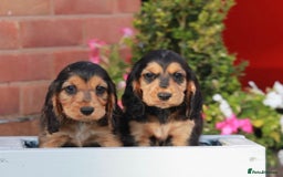 Cocker Spaniel dogs for sale: Full Cocker Spaniels Puppies  - Image 28