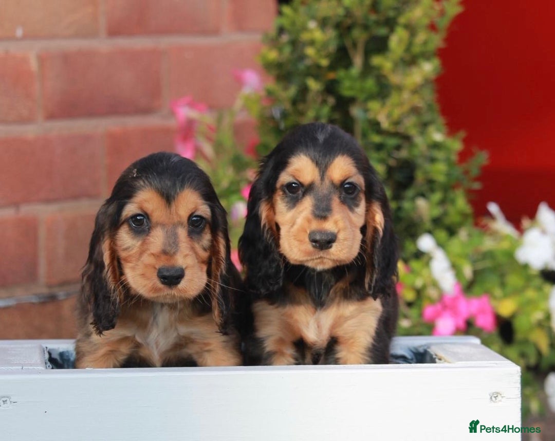 Cocker Spaniel dogs for sale: Full Cocker Spaniels Puppies  - Image 28