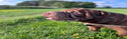 Shar Pei dogs for stud: Dog for stud in Swindon - Advert 11